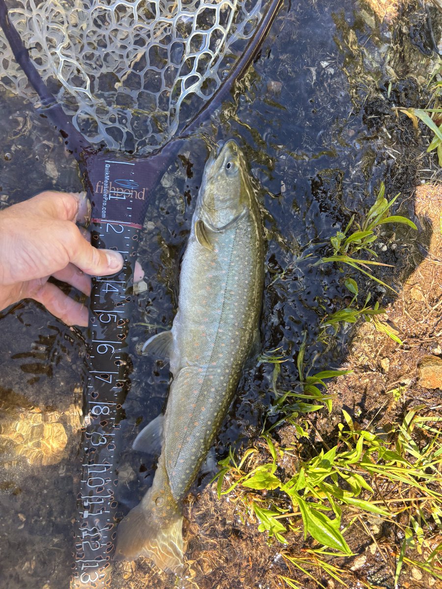 montana_chip's tweet photo. Great day fishing the waters of Idaho. Was able to wrangle two of them #bulltrout #fishing #flyfishing #idaho https://t.co/JDnEXJEDtr