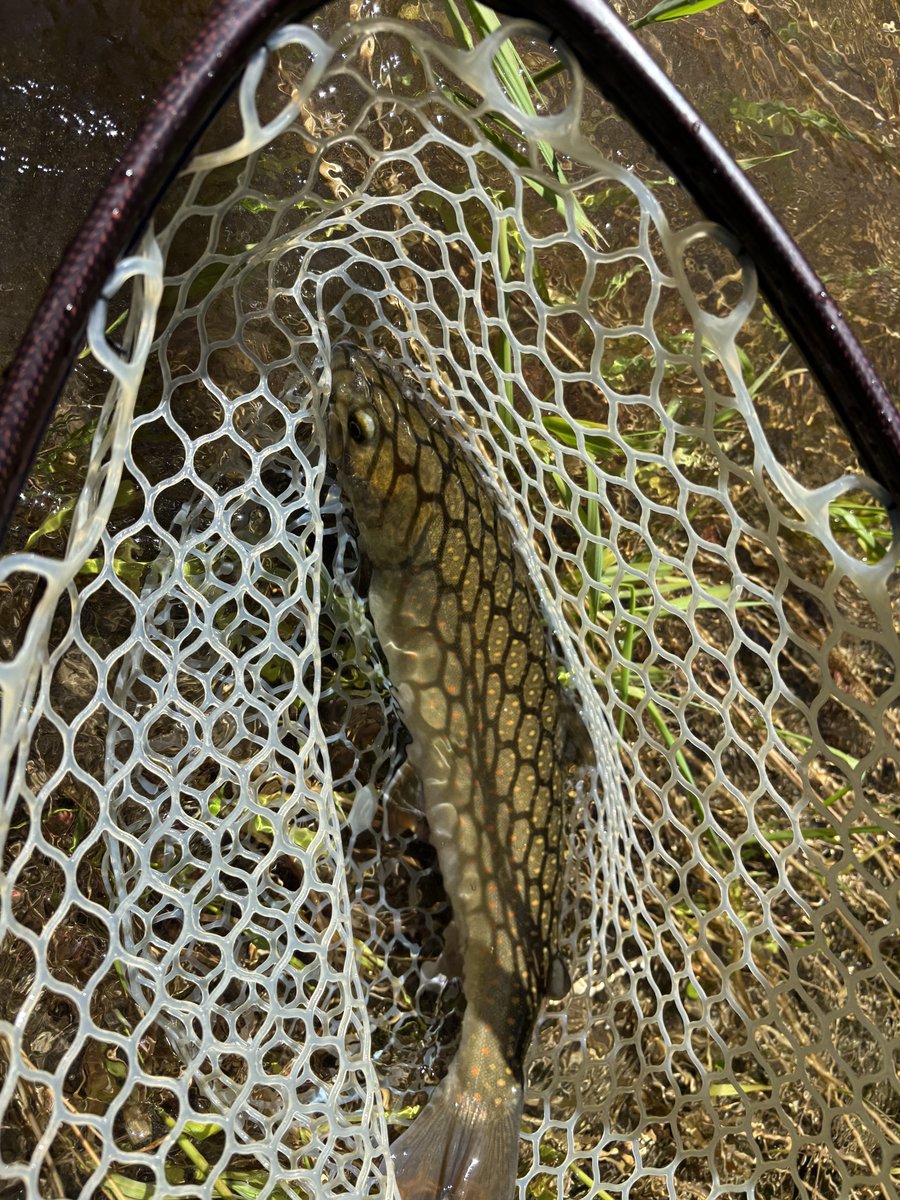 montana_chip's tweet photo. Great day fishing the waters of Idaho. Was able to wrangle two of them #bulltrout #fishing #flyfishing #idaho https://t.co/JDnEXJEDtr