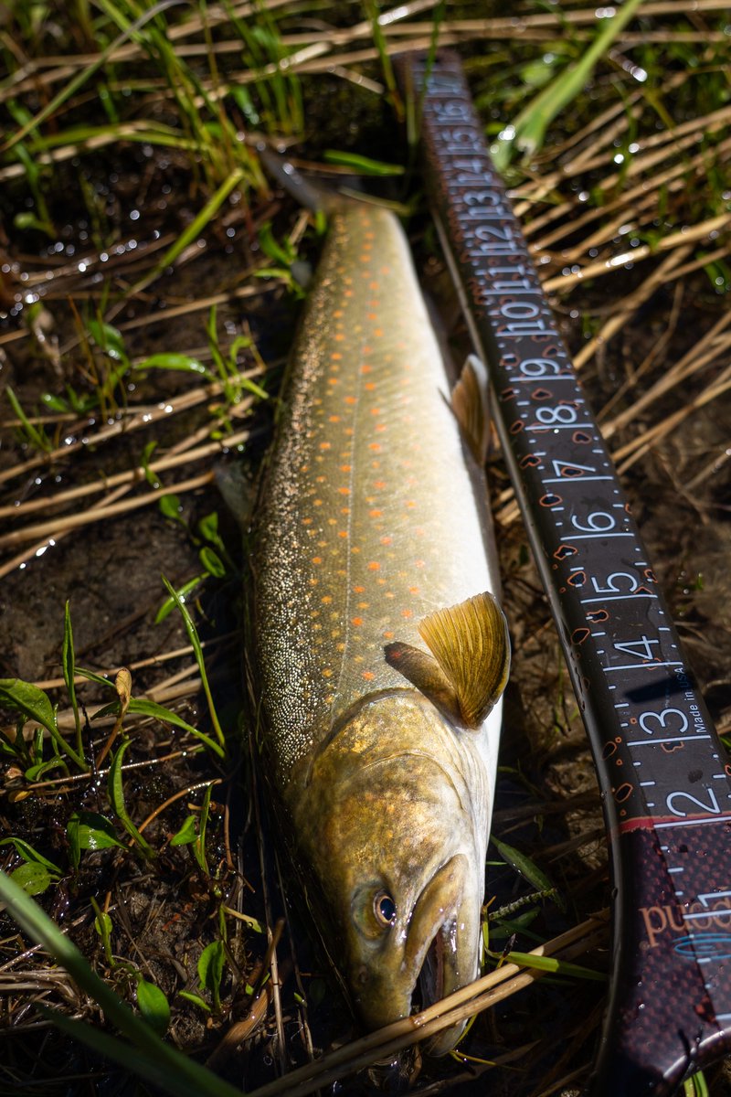 montana_chip's tweet photo. Great day fishing the waters of Idaho. Was able to wrangle two of them #bulltrout #fishing #flyfishing #idaho https://t.co/JDnEXJEDtr