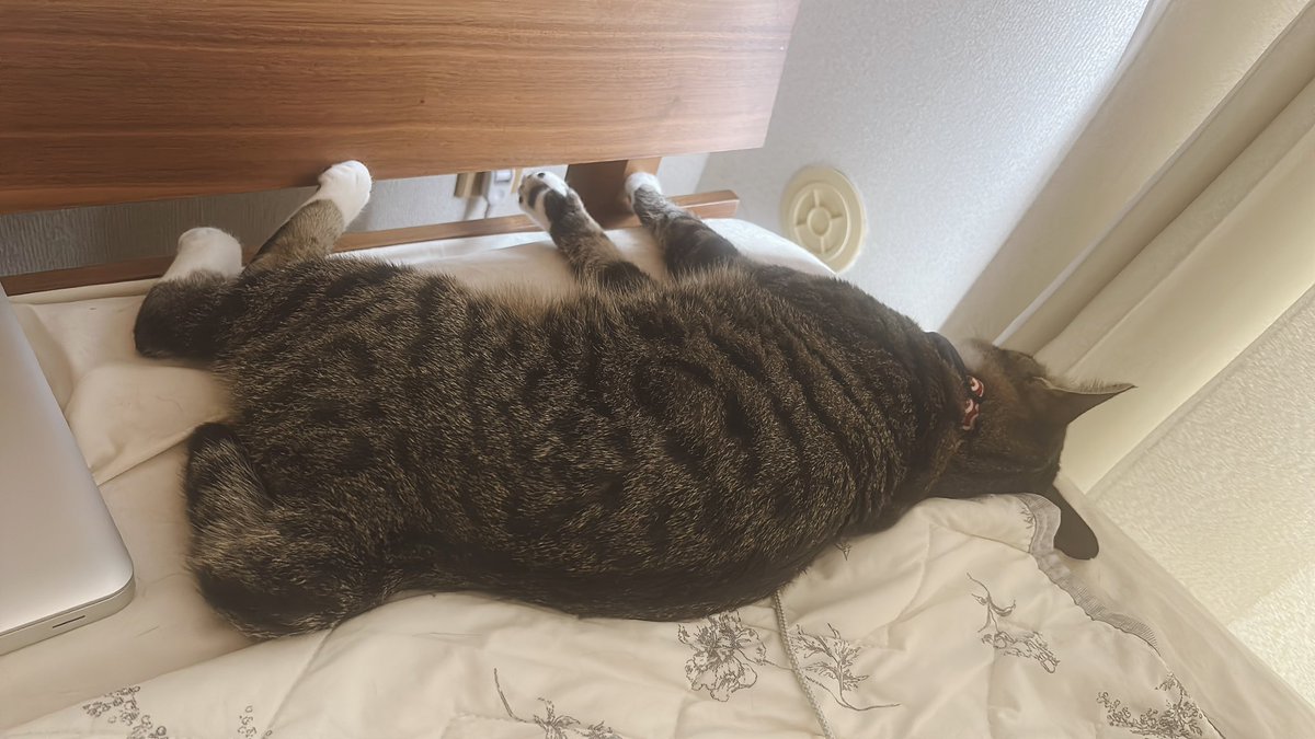NNNbeginner's tweet photo. 背中、大きくなったな https://t.co/Oaclo2Q2EI