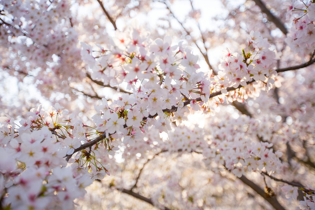 marincamil4's tweet photo. New university photography club event! Join our morning campus walk this Sat (9 AM) to snap spring blooms, make friends, and get free photo editing tips. Sign up via link in bio! https://t.co/LQfQFdisuX