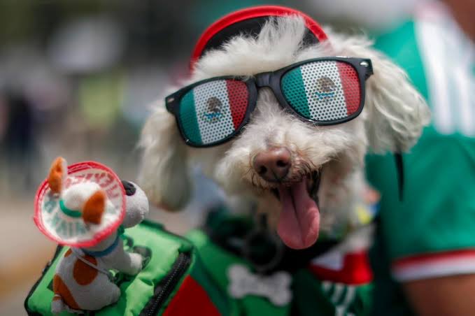 DiloConPerritos's tweet photo. ESTAMOS EN OCTAVOS DE FINAL 🇲🇽  

#SomosMéxico #VamosMexico #Mexico https://t.co/a9uLuFqHho