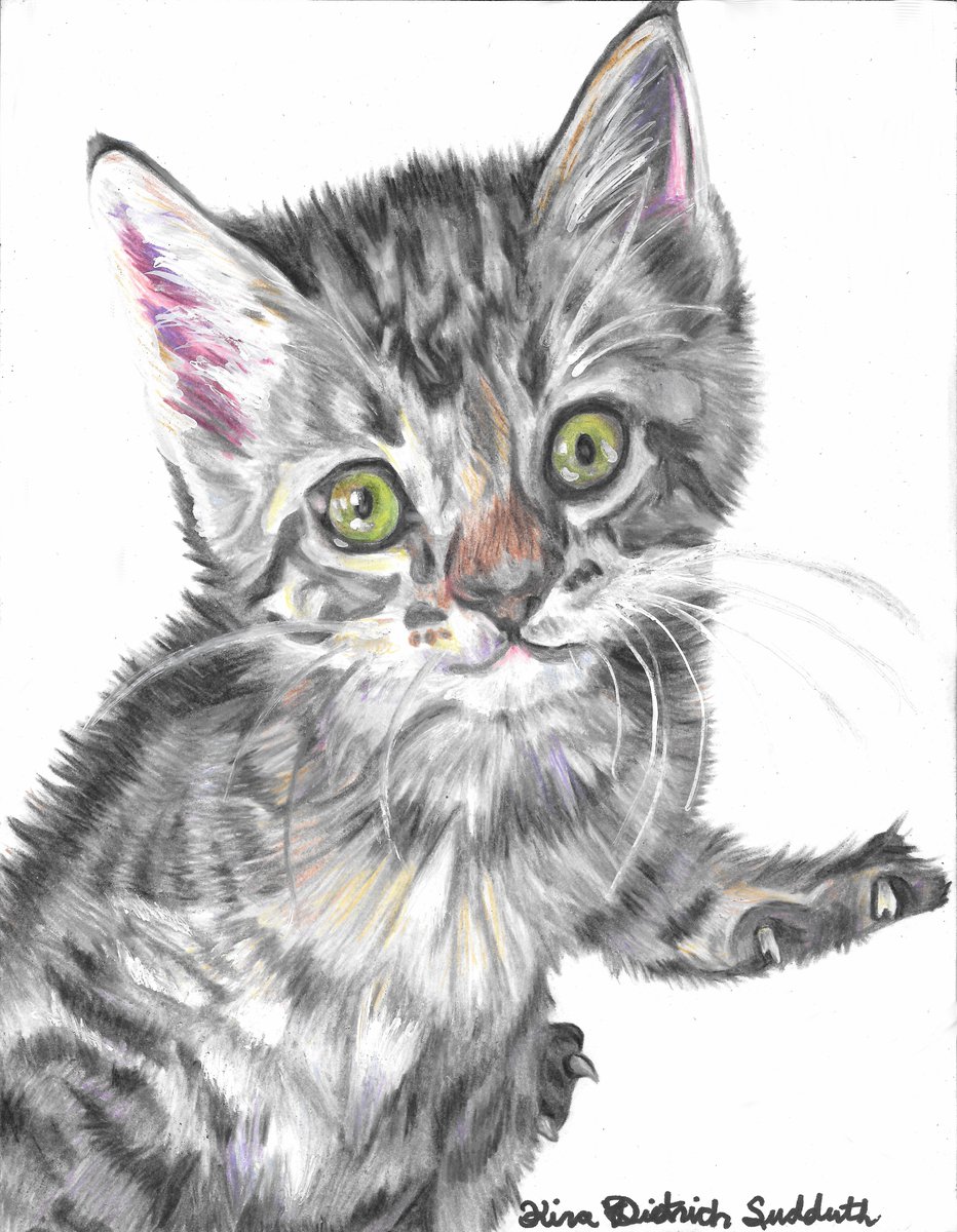 ninjificus's tweet photo. Prismacolor and mixed media drawings of kitters. https://t.co/3kvmplMyI2