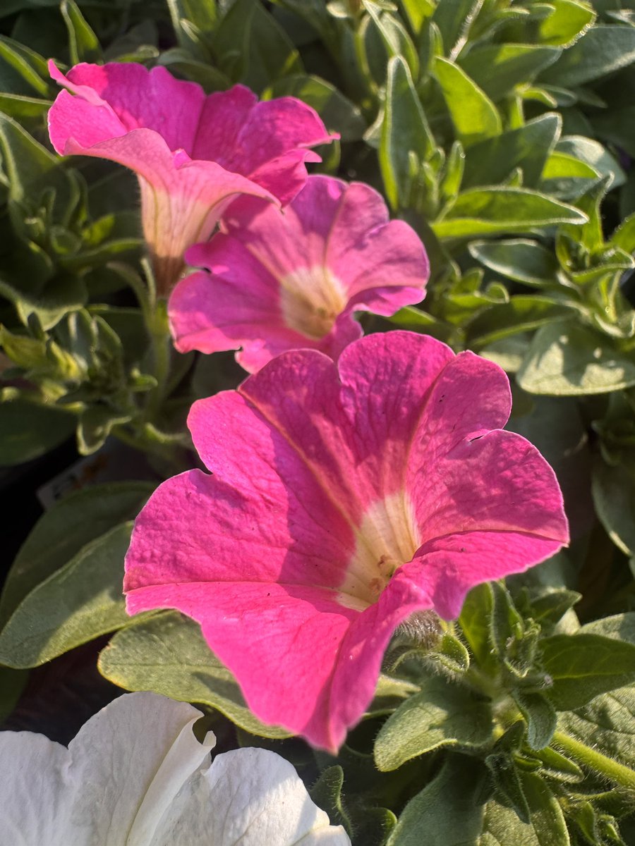 EckardsGarden's tweet photo. The newest Petunia to catch our eye is Boom. Compact and covered in R5 coin sized flowers, it’s ideal for pots, containers and hanging baskets. Like all petunias, it loves a sunny spot and prefers not to have wet feet. In our forecourt this week 🌸
#eckardsgarden #petunia https://t.co/OxXn00euck