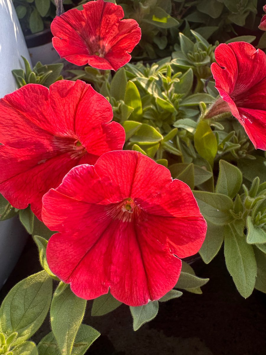 EckardsGarden's tweet photo. The newest Petunia to catch our eye is Boom. Compact and covered in R5 coin sized flowers, it’s ideal for pots, containers and hanging baskets. Like all petunias, it loves a sunny spot and prefers not to have wet feet. In our forecourt this week 🌸
#eckardsgarden #petunia https://t.co/OxXn00euck