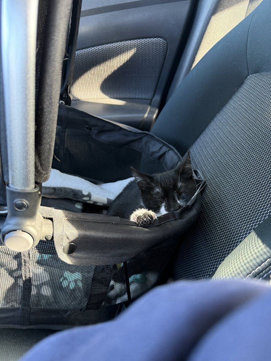feederofcats's tweet photo. cats today https://t.co/ZNOkzFqAPI