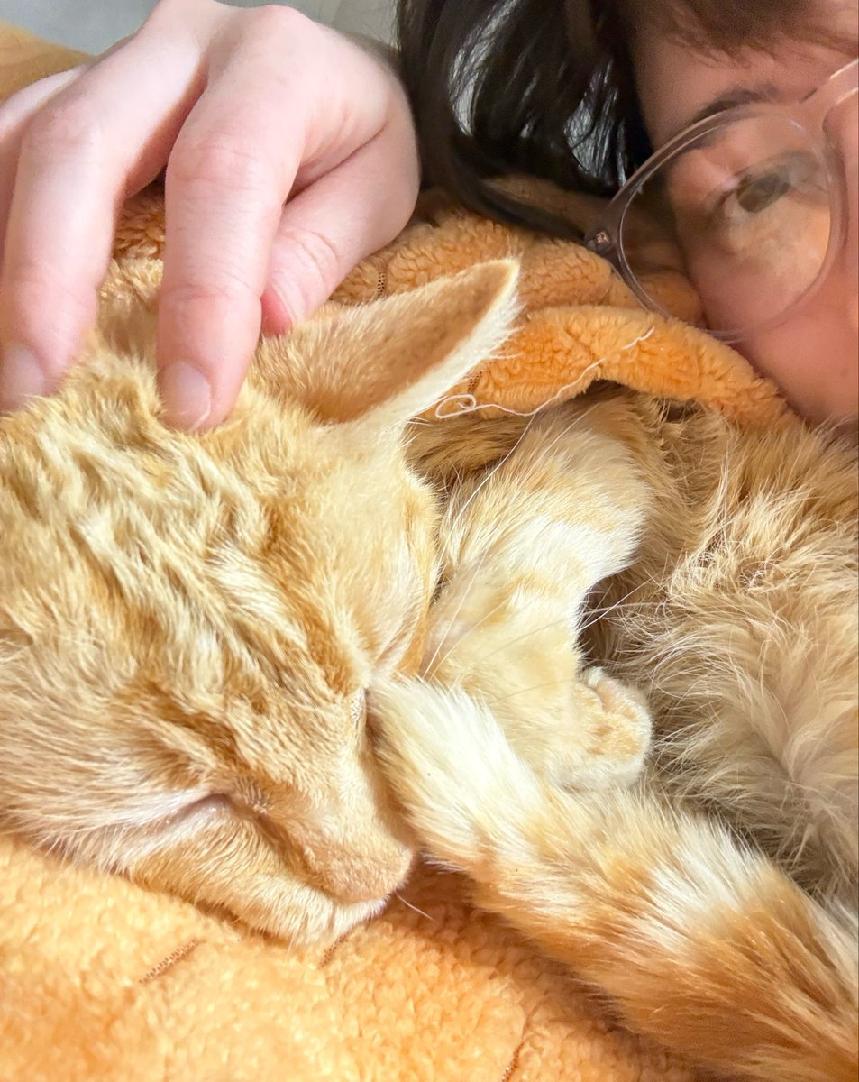 feederofcats's tweet photo. cats today https://t.co/ZNOkzFqAPI