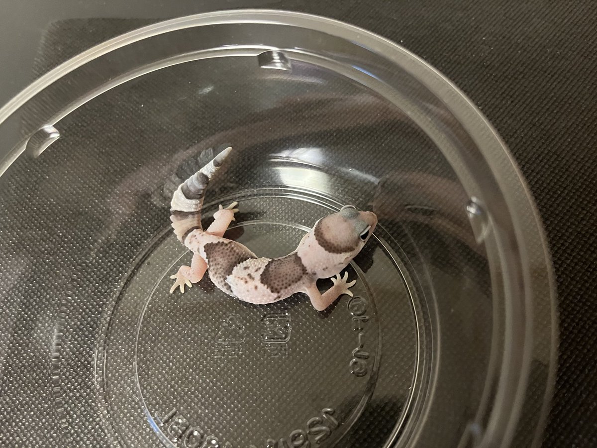 StarsGecko's tweet photo. ニシアフのオレオベビー👶ベーシックなオレオって感じです。噛まれても痛く無い🤛
ZF26-3
#ニシアフ　#ニシアフリカトカゲモドキ
#オレオ　#ニシアフベビー https://t.co/ymlyzMIbkp