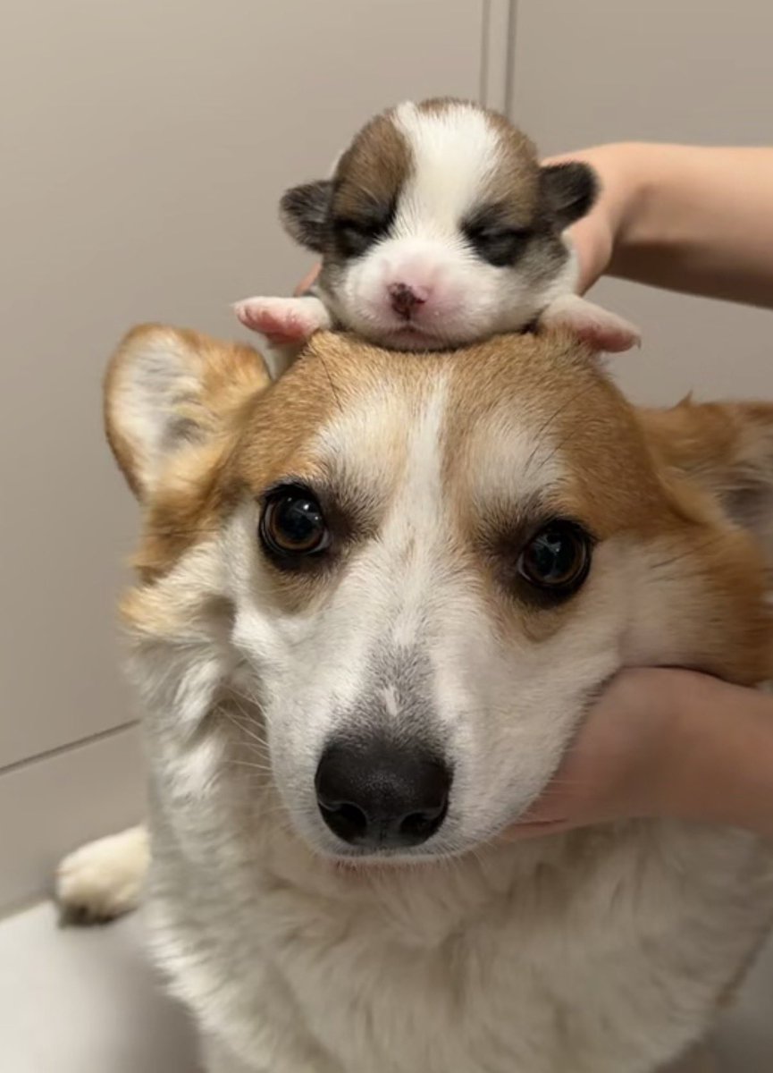 twaniimals's tweet photo. https://t.co/UQ3544UskO
