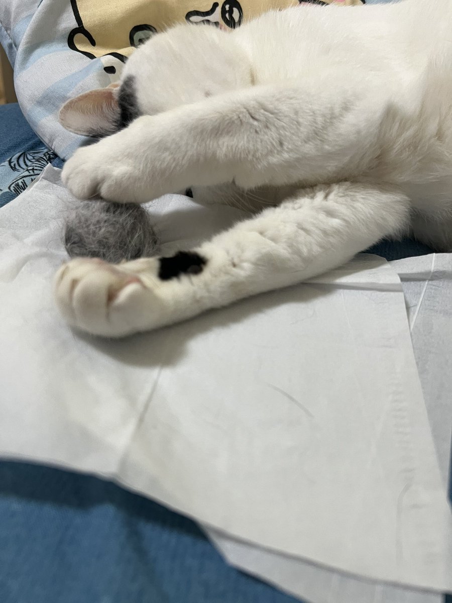 tamao373's tweet photo. ゴロゴロ～っと喉を鳴らしながら
気持ちよかったみたい🥰
たまお玉にしたら、寝そべったまま
遊び出した(笑)
つか、そこはパパの場所やで😅
 #たまおの休日
 #ファーミネーター
 #たまお玉 https://t.co/bi6pvZF7T8