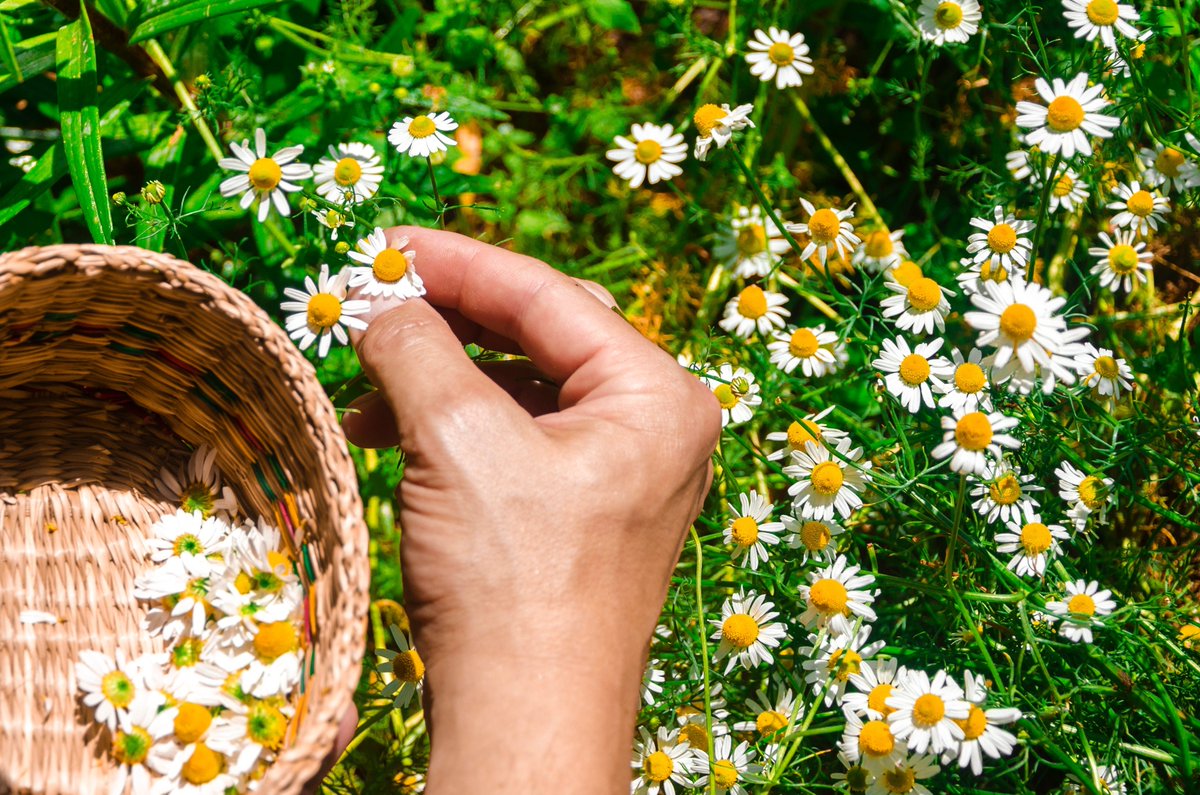 HerbalistHenry_'s tweet photo. CHAMOMILE FLOWER 🌻

 TREATS / REVERSE ⬇️

 1. Insomnia
 2. Generalized Anxiety Disorder (GAD)
 3. Mild to Moderate Depression
 4. Chronic Stress
 5. Panic Attacks
 6. Indigestion (Dyspepsia)
 7. Irritable Bowel Syndrome (IBS)
 8. Peptic Ulcers
 9. Acid Reflux (GERD)
 10. Diarrhea
 11. Flatulence (Intestinal Gas)
 12. Gastritis
 13. Ulcerative Colitis
 14. Crohn’s Disease
 15. Nausea
 16. Vomiting
 17. Motion Sickness
 18. Infantile Colic
 19. Dysmenorrhea (Menstrual Cramps)
 20. Premenstrual Syndrome (PMS)
 21. Menopausal Hot Flashes
 22. Polycystic Ovary Syndrome (PCOS)
 23. Osteoarthritis
 24. Rheumatoid Arthritis
 25. Osteoporosis
 26. Muscle Spasms
 27. Tension Headaches
 28. Migraines
 29. Sciatica
 30. Gout
 31. Type 2 Diabetes (Blood Sugar Dysregulation)
 32. Hypertension (High Blood Pressure)
 33. Hyperlipidemia (High Cholesterol)
 34. Asthma
 35. Bronchitis
 36. Common Cold
 37. Sore Throat (Pharyngitis)
 38. Allergic Rhinitis (Hay Fever)
 39. Chronic Cough
 40. Gingivitis
 41. Oral Ulcers (Canker Sores)
 42. Toothaches
 43. Halitosis (Bad Breath)
 44. Urinary Tract Infections (UTIs)
 45. Interstitial Cystitis
 46. Eczema (Atopic Dermatitis)
 47. Psoriasis
 48. Acne Vulgaris
 49. Rosacea
 50. Hemorrhoids
 51. Liver Toxicity
 52. Mild Cognitive Impairment
 53. Peripheral Neuropathy
 54. Chronic Fatigue Syndrome
 55. Immunodeficiency (Weakened Immune System)
 56. Oxidative Stress
 57. Conjunctivitis
 58. Seasonal Affective Disorder (SAD)
 59. Mild Edema (Fluid Retention)
 60. Systemic Inflammation

Preparation & Dosage ⬇️ 
Get   CHAMOMILE FLOWER    in  Bulk, air-dry in a shade away from direct sunlight and blend bulk to POWDER when 100% dehydrated (Takes a week or Less)

After that, STEEP / SOAK  1  (ONE)  Tablespoon of  CHAMOMILE FLOWER  Powder Inside half litre of boiled water, COVER  it and allow infuse for  10 - 15  minutes or until warm enough to drink. 
DO NOT COOK IT!
Filter / Sieve & drink whole liquid extract.
Do this once daily. 

You can take it for 14  - 28 days or more 
(till you get desired results) 

There are no negative side effects! 
⚠️ Do not take along with Pharmaceutical Medications 

For INJURIES, SCALP, HAIR & SKIN CONDITIONS (EXTERNAL USE) -  Pound fresh leaves without water and apply liquid extract on skin 3 - 5  times daily  until results are achieved. 

KINDLY  REPOST / SHARE  &  Follow @HerbalistHenry_  on  X (Twitter)  🙏