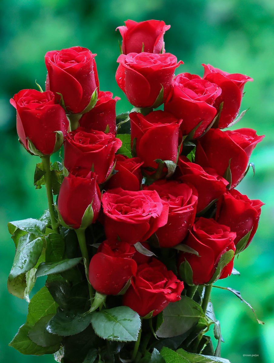 anishgphotos's tweet photo. ❤️🌹 https://t.co/Z4nsti0YqO