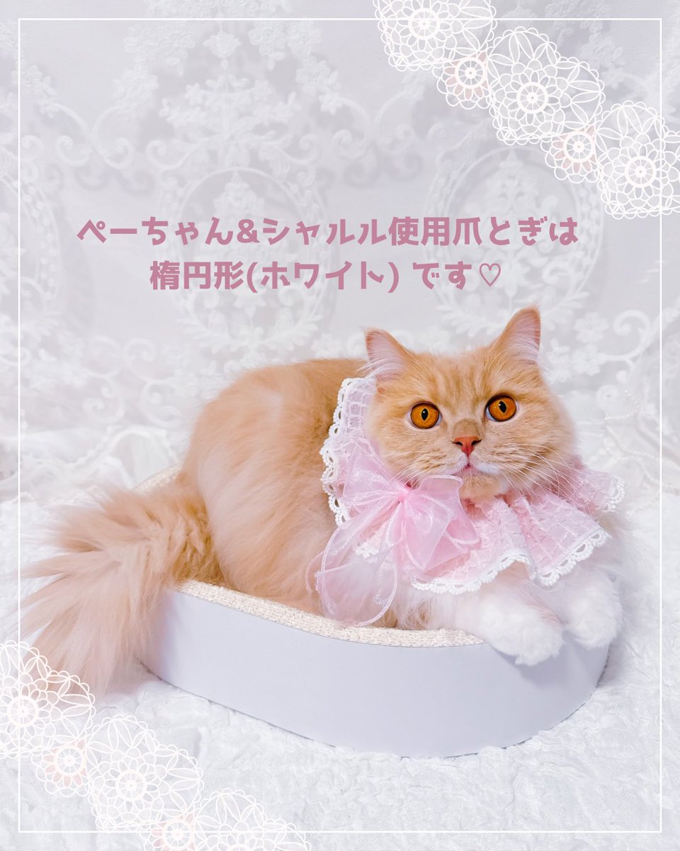 pechan_1108's tweet photo. Instagramにて、プレゼントキャンペーン実施中~🤍 
ぜひチェックしてみてにゃ😽🐾🎀

https://t.co/mQWfbQd7Ud

#猫の爪とぎ #プレゼント企画 https://t.co/fQF59tJggc