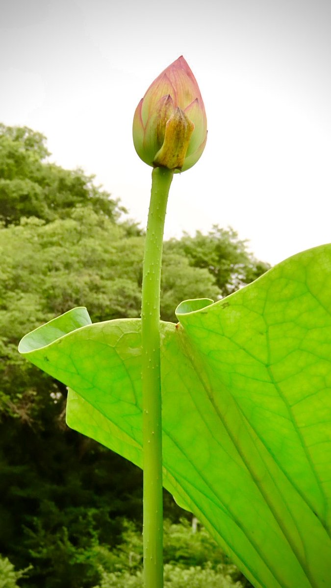 tka_no's tweet photo. 足のゆび　地球を掴む　見つけたよ　宙に浮かんだ　Lotusの蕾
#短歌　#tanka    #写真短歌
#earthkeeper https://t.co/o55RBkou2Y