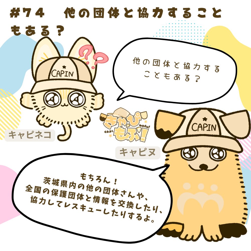 capin_mfmf's tweet photo. ＼おしえて！キャピヌ先輩🐾／

第74回は「他の団体と協力することもある？」について、キャピネコが質問！

🔽気になる答えは画像をチェック！

そして、みんなの「知りたいこと」も
コメントで教えてね！

キャピネコがどんどん聞いちゃうかも？😸✨

#きゃぴもふ #保護犬 #保護猫 https://t.co/lBPPrMQB7T