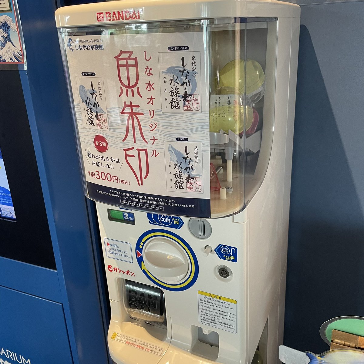 しながわ水族館 tweet media