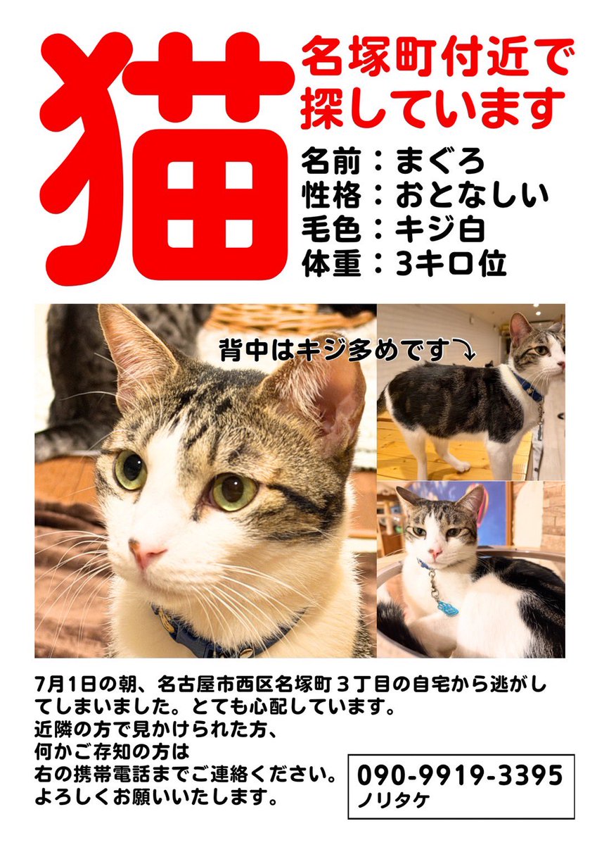 猫Ｄ　明日の午前中までの出品になります！ RT @hidamarigou: 緊急‼️拡散希望‼️ 今日7月1日の朝、猫【まぐろ