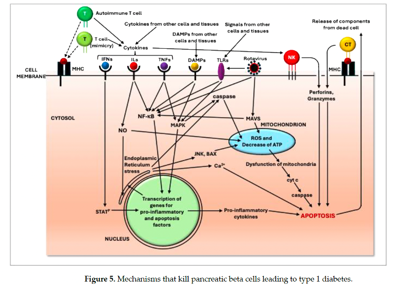 lavirologa's tweet photo. 😮🦠"#Rotavirus Infection as a Contributor to Early-Onset Type 1 #Diabetes: Review and Recommendations". 
💻De acuerdo con los autores:
🟣 La evidencia indica que la infección por Rotavirus a una edad temprana aumenta el riesgo de desarrollar #DM1.
🟣NO en todos los niños!!!. https://t.co/9qyhlp1A4c
