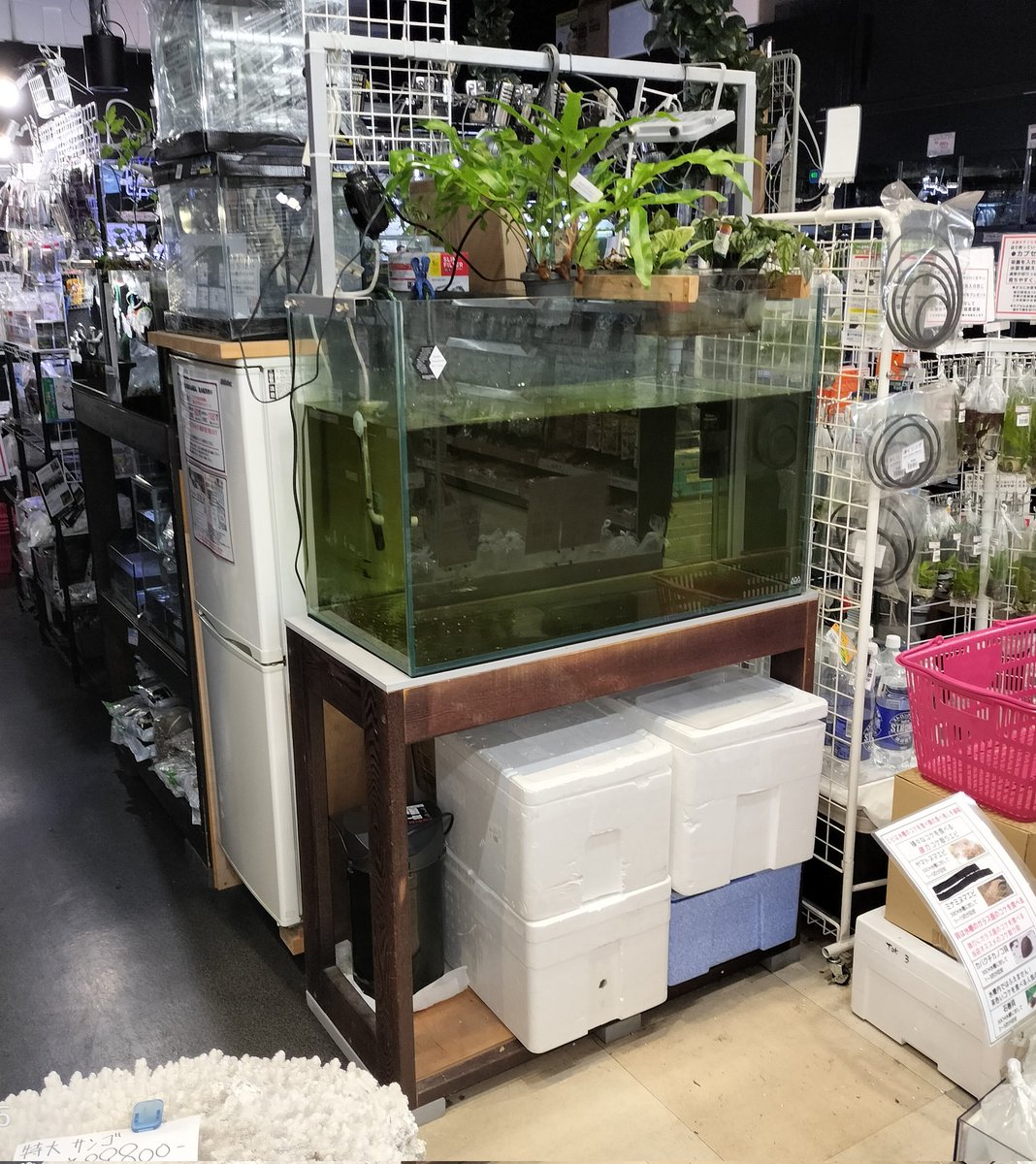 旧ADAキューブガーデン幅90奥行45高60の水槽引き取り限定で差し上げ