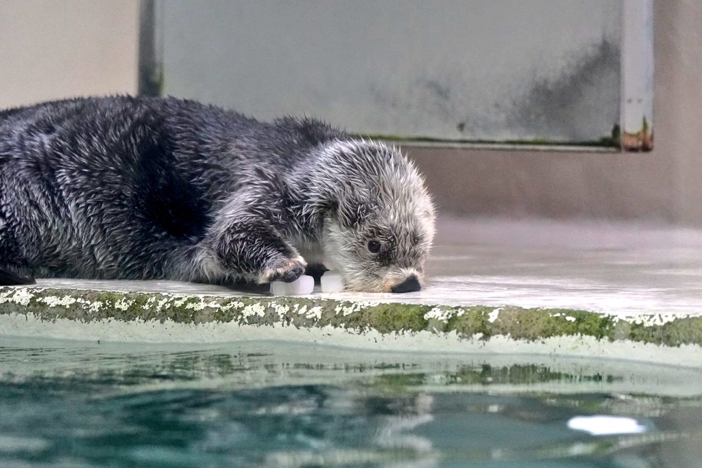 EnhydraLutrisHR's tweet photo. キラちゃーん
鼻がめり込んでるよ!!顔の先端にお鼻があること気づいて～ https://t.co/pLID6IX5wb