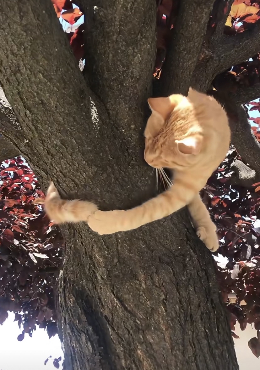 MakmurYuwna's tweet photo. My little furball just took their first wobbly steps today—watching them grow fills my heart so much! https://t.co/AfK8ObxEmb
