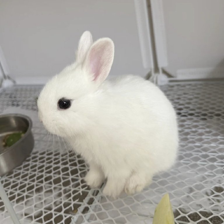 Hynk0508's tweet photo. 🐇 https://t.co/IEmE3z2A4Z