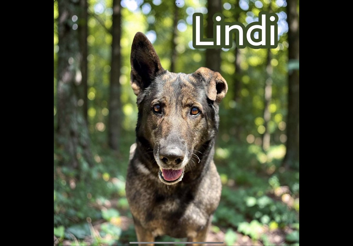 luv2laugh12's tweet photo. Praying for Lindi and Slate! 🙏

Haven’t seen any official updates on them so far, but did see a post by a shelter volunteer saying they can’t 💉since SASA website down and they can’t verify any rescue interest.
Hopefully they are still alive and someone expresses interest in fostering in time! 🙏

*Shelter delayed💉date for Bubba; he was taken off red list.