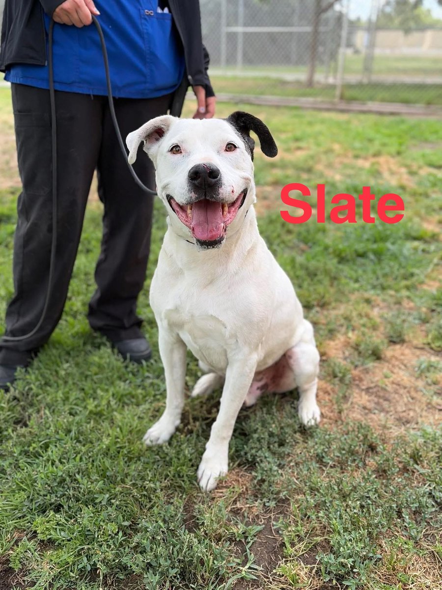 luv2laugh12's tweet photo. Praying for Lindi and Slate! 🙏

Haven’t seen any official updates on them so far, but did see a post by a shelter volunteer saying they can’t 💉since SASA website down and they can’t verify any rescue interest.
Hopefully they are still alive and someone expresses interest in fostering in time! 🙏

*Shelter delayed💉date for Bubba; he was taken off red list.
