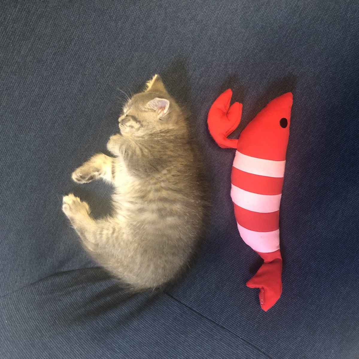 rin_oto_cats's tweet photo. 背比べ https://t.co/CWRFnJVCLX