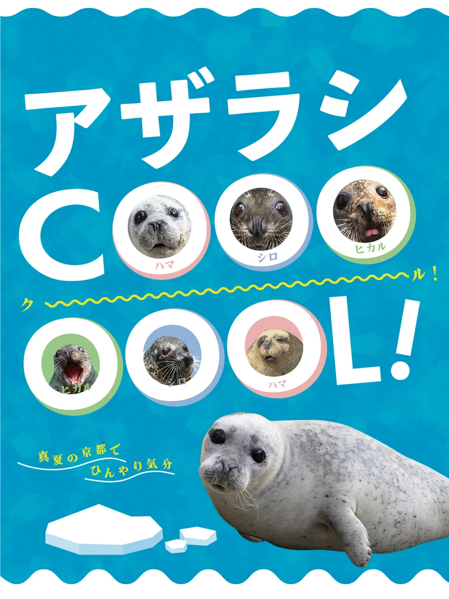 京都水族館 в X: „アザラシ缶バッチは好評につき、品切れ中です。 再販