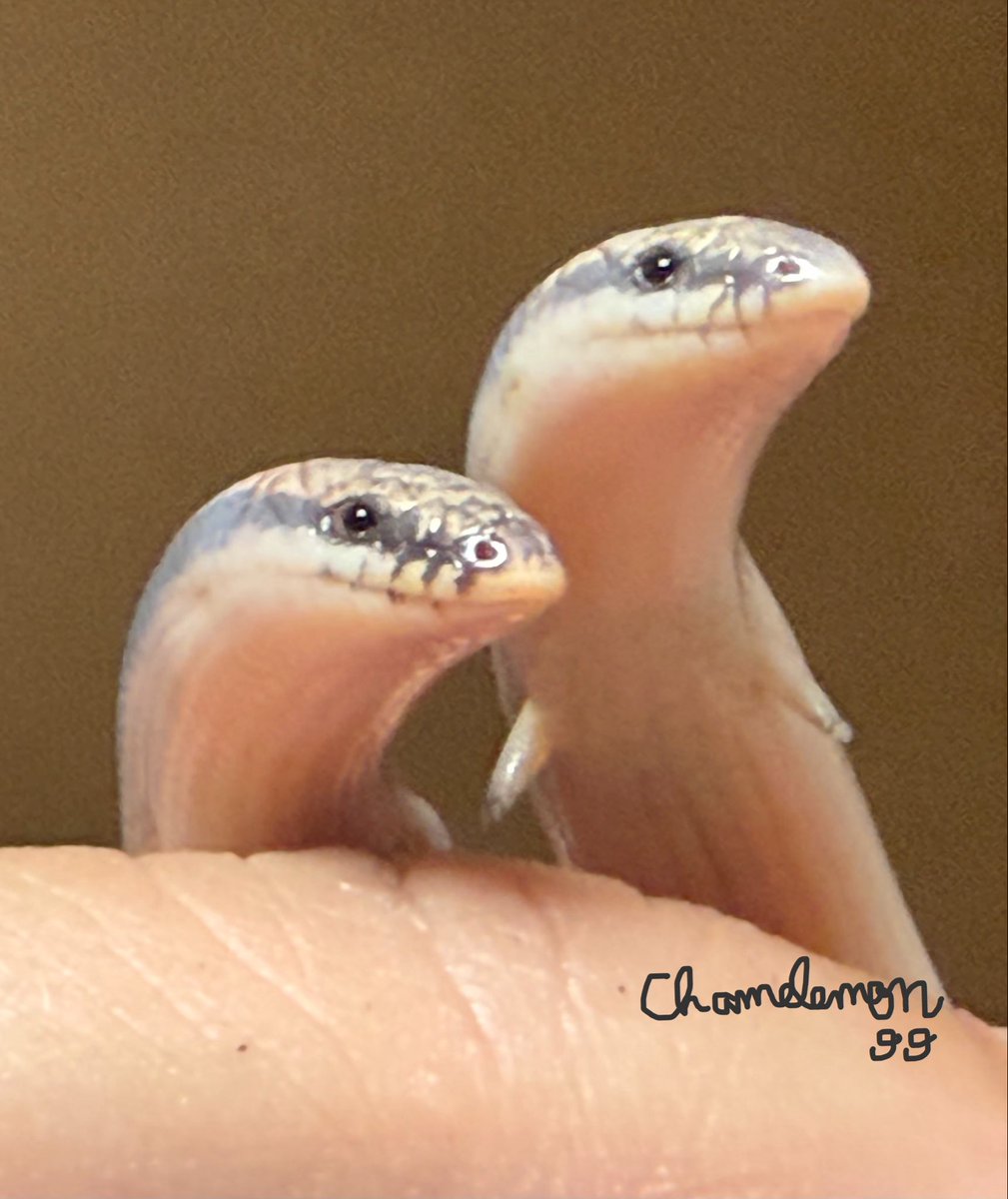 Chamelemon99's tweet photo. お迎えから早5年が過ぎました🍀寿命は長いのかな🙄と気になり始めた今日この頃です。本日は2匹とも脱皮前で体色が薄いですが、可愛く撮れた画像に珍トカゲの全貌動画を添えて🤗珍百景の音楽が聞こえて来そうでしょ？すました顔して下はネジネジです🫢🌀
#ミスジアンドロンゴスキンク https://t.co/wZfT4B1sfy