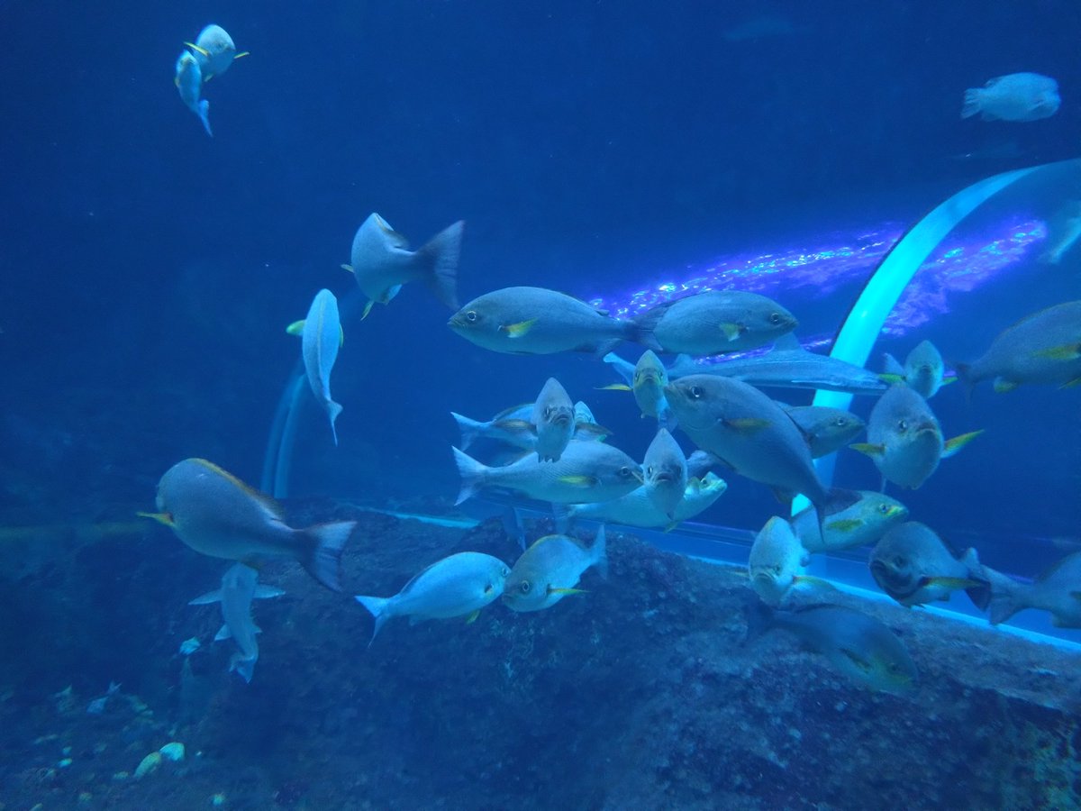 halu_moshroca's tweet photo. おっさんのソロ水族館楽しすぎワロタｗ https://t.co/O9jGSGM4rI