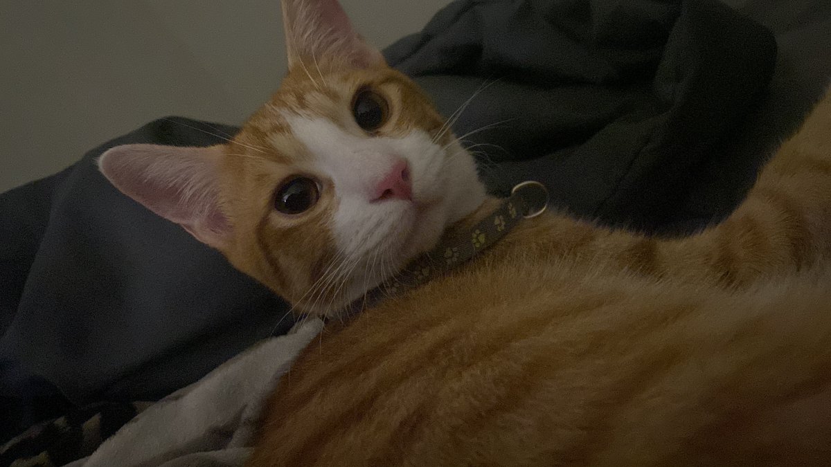erhaderha's tweet photo. kucing lg apa yaaa, kasian gapunya hape, pdhl klo bisa dia kayanya aku bolehin deh nonton sinetron AI tiktok buah2an, sebagai pembelajaran masa kini https://t.co/G4hUgwgIGk