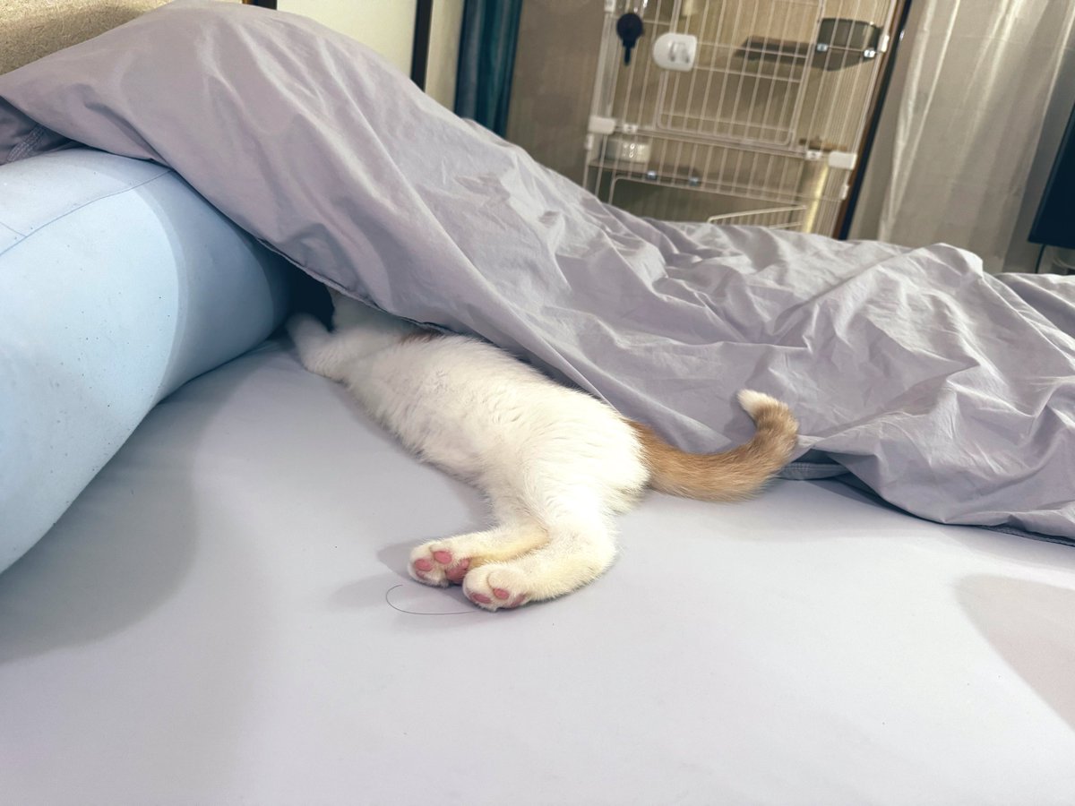 0fut0n's tweet photo. 朝二度寝して、
3時間半眠れたヽ(´ー｀)ﾉ

ピチガイモードも多少楽になり、50回洗っていた手は30回に減少。
指紋はもうない。

近所に買い物にも行けた。

※尼箱のポエム、ウザい。 https://t.co/nGbbFWeeaV