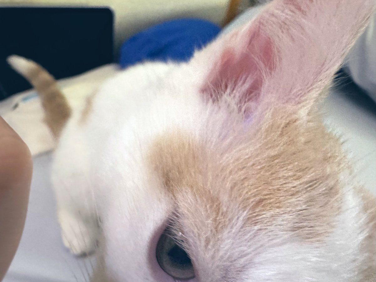 0fut0n's tweet photo. 朝二度寝して、
3時間半眠れたヽ(´ー｀)ﾉ

ピチガイモードも多少楽になり、50回洗っていた手は30回に減少。
指紋はもうない。

近所に買い物にも行けた。

※尼箱のポエム、ウザい。 https://t.co/nGbbFWeeaV