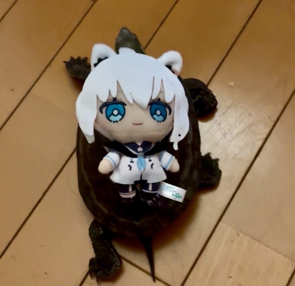 Chelsea_CHIEL's tweet photo. @7216_2nd フブさんを乗せて歩くカメです https://t.co/sCKuXyKFLZ