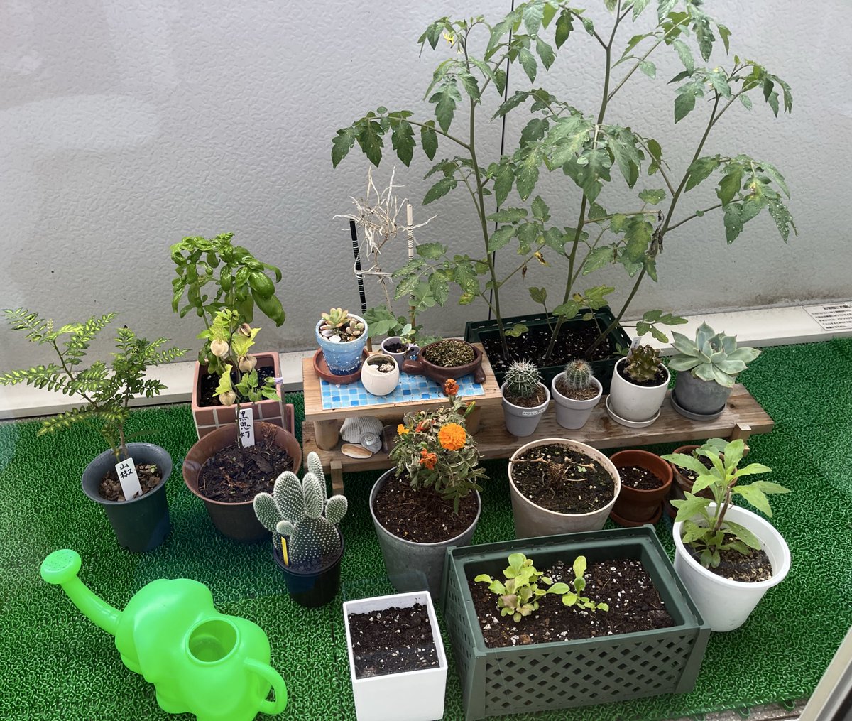 omakitan75's tweet photo. 最近のベランダ菜園の様子。
奥のミニトマトが元気いっぱい！🍅
プランターちっさかったな

オレンジの花の隣のトウガラシは
台風の日に雨ざらしにしてたら死んだ https://t.co/k0dkQuYint