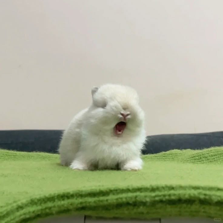 Bunnies's tweet photo. https://t.co/Mraek9FHNE