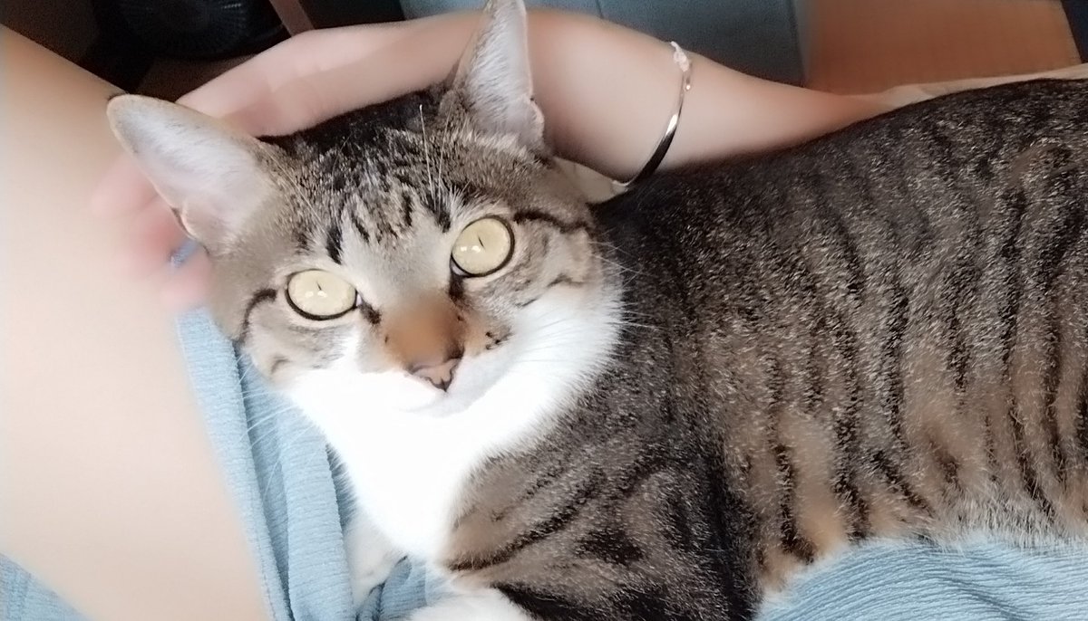 tonooka623's tweet photo. このあいだのでっかい地震に
気が付かないで寝てた
我が子と僕   💤😺😴💤

周りは結構な騒ぎだったらしい。 https://t.co/IvLMxMbex9