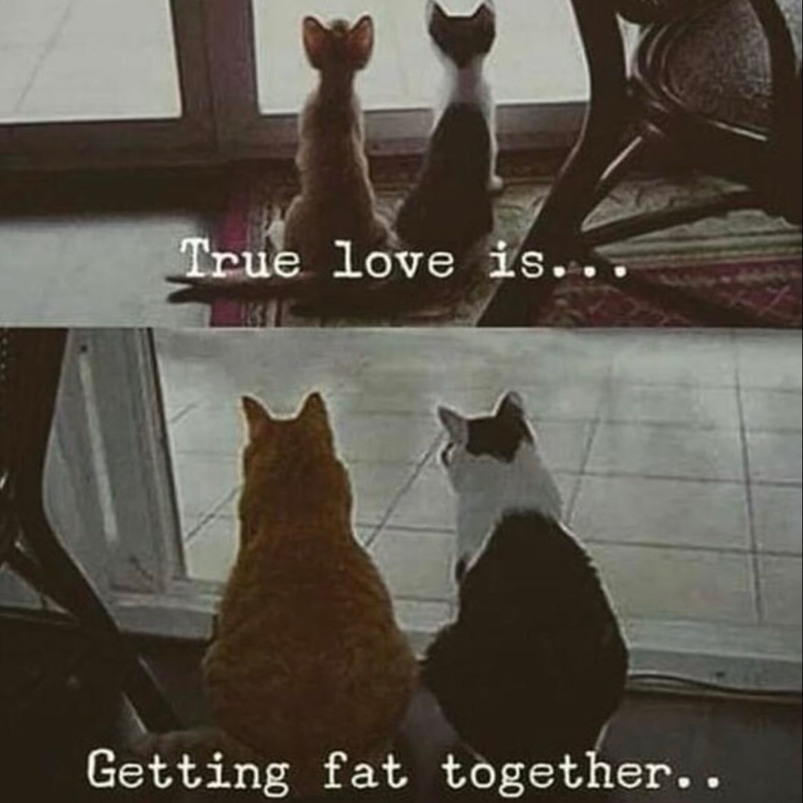 TheCatsX's tweet photo. https://t.co/Rio7SJmoCO