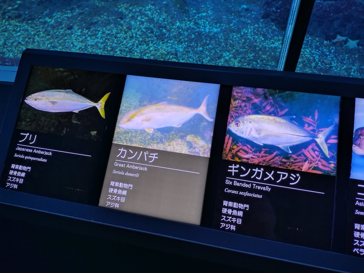 halu_moshroca's tweet photo. @hio_Sakura_ff14 ブリはいた https://t.co/2YfghV8SQG