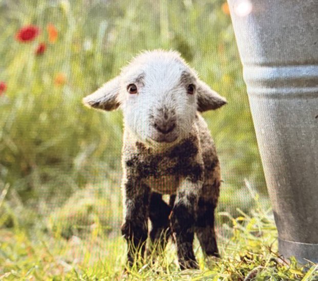 itscaitwithaC's tweet photo. STOP CALLING HIM WINTER LAMB HIS NAME IS GEORGE!!! https://t.co/UktEiei207