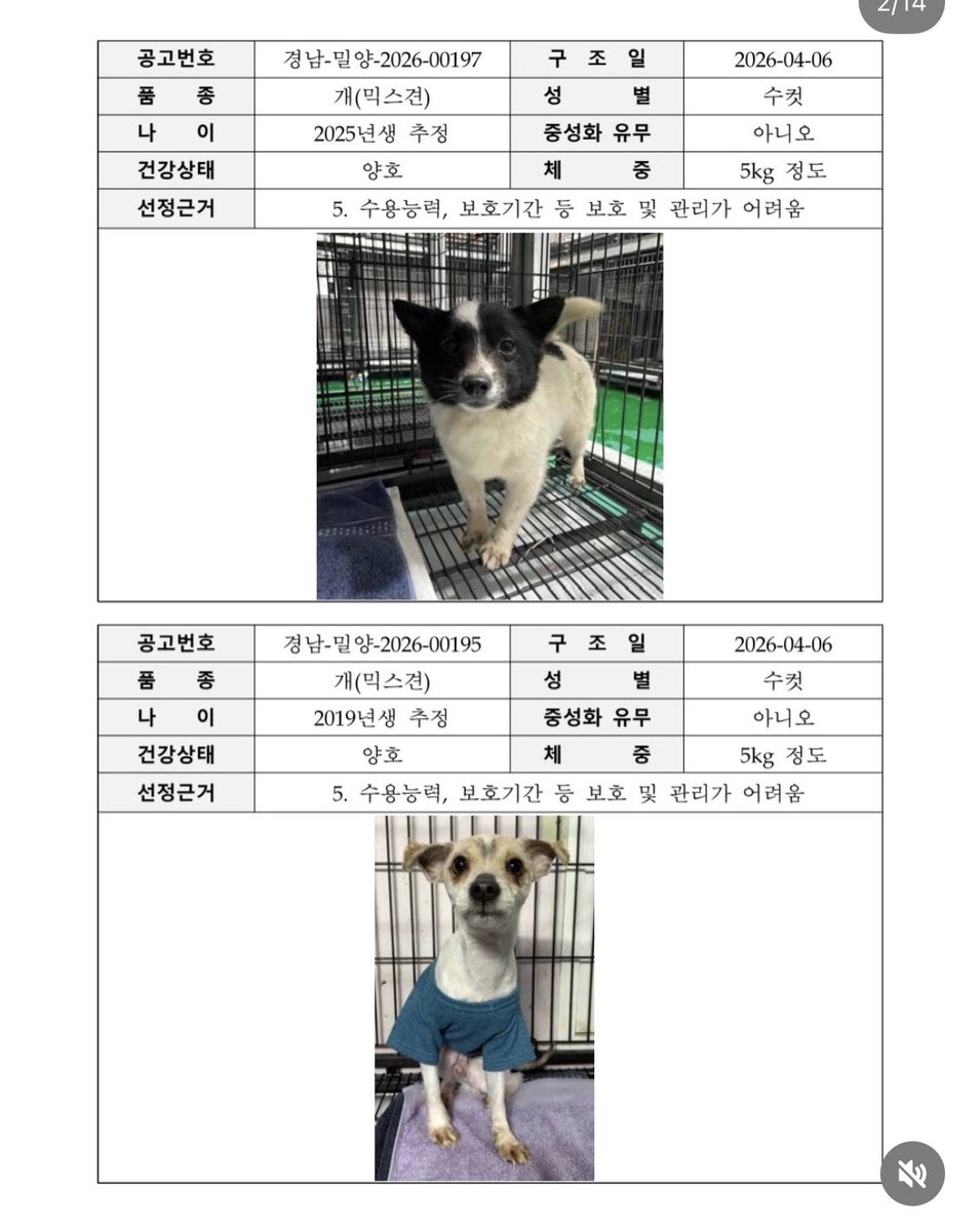 CDE_22's tweet photo. 7월 밀양에서 26두가 안락사 예정입니다! 한 친구라도 가족을 만날 수 있도록 눈여겨 봐주세요! https://t.co/EoiAuIQqC3
