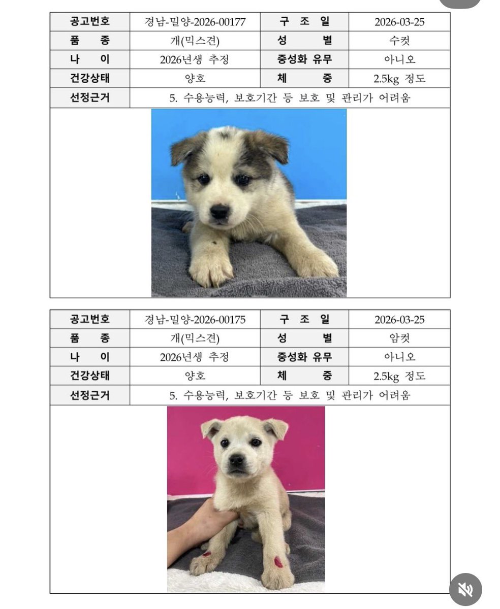 CDE_22's tweet photo. 7월 밀양에서 26두가 안락사 예정입니다! 한 친구라도 가족을 만날 수 있도록 눈여겨 봐주세요! https://t.co/EoiAuIQqC3