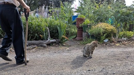 AllotmentCat's tweet photo. (Janet)

Colin is so funny. 
He made his walking-stick from a tree branch and an old handle from a garden tool and he loves it.

He doesn't care if it looks weird. He thinks it's good to re-use old things.

Do you think that's a good idea? https://t.co/8ZYpfFsOCZ