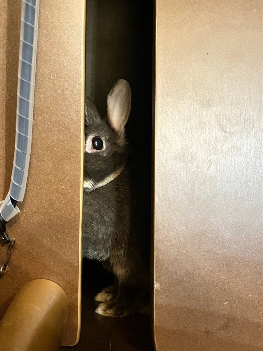 kiyopj's tweet photo. うさぎって暗いとこ好きよな
コード全部対策済み🧑‍💻 https://t.co/faQ71hQY3a