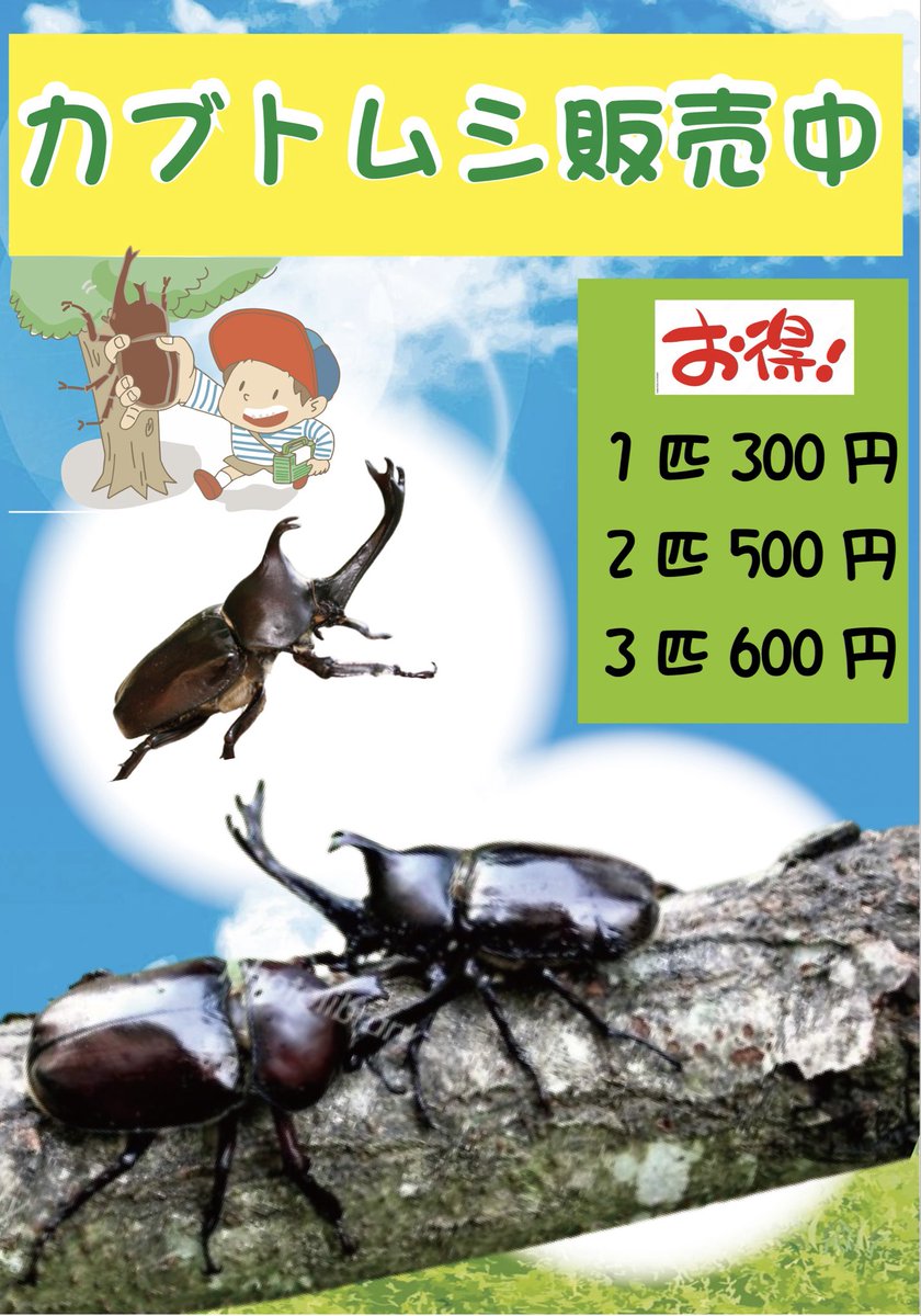 カブトムシ、ショップにて本日より好評販売中！】 夏だ！今年もやつら