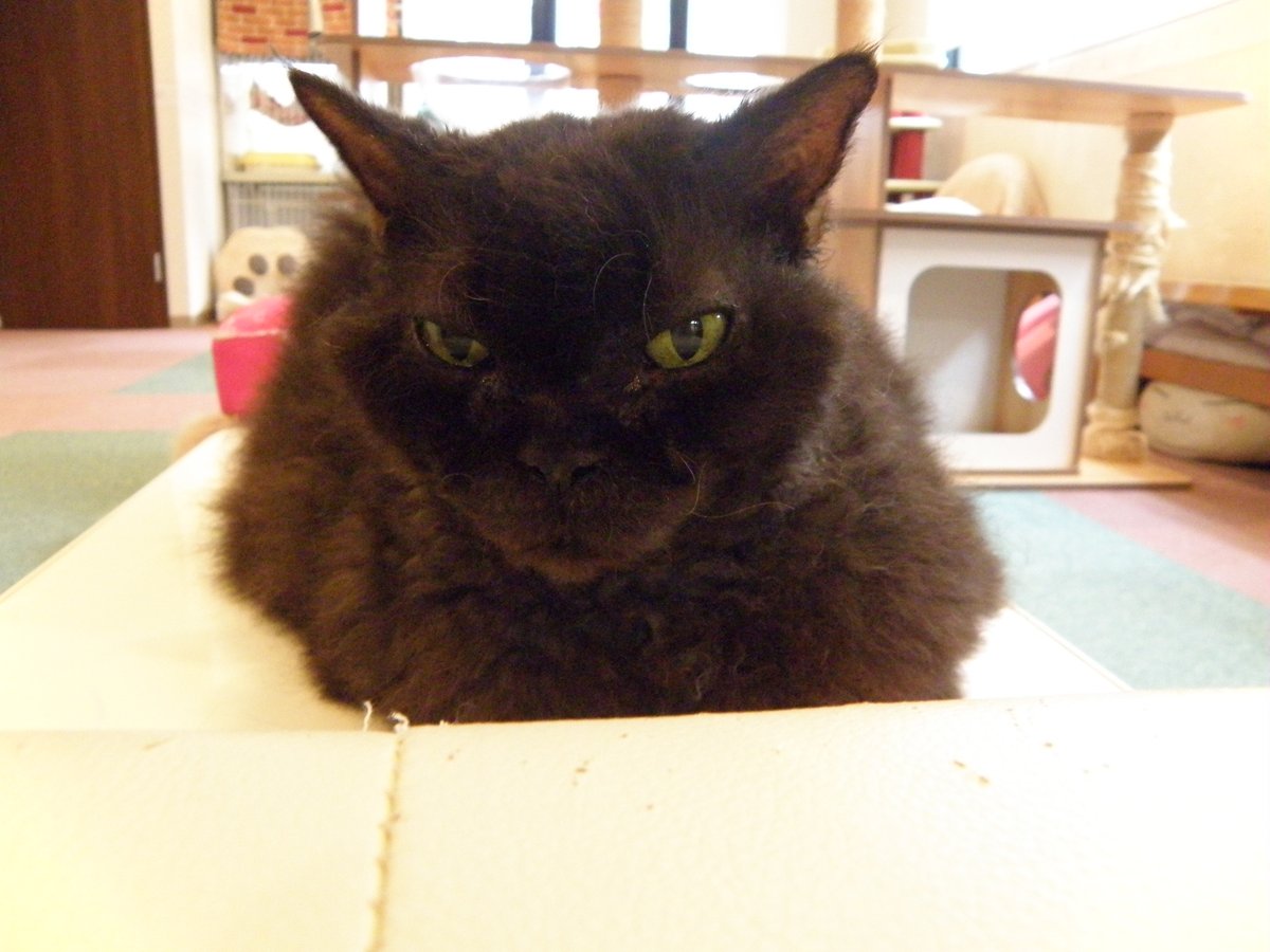 catcafe_nyancy's tweet photo. ２０２６年７月１日水曜日、志木市の猫カフェニャンシー、さぁ今日からまた１週間皆様の癒しのお手伝い頑張るにゃ！=^_^=／アトムくんも頑張るみたい(^^;　#猫カフェ #ニャンシー #志木市 #７月１日 #癒し #お手伝い #頑張る #アトムくん https://t.co/4V54MjX4Gj