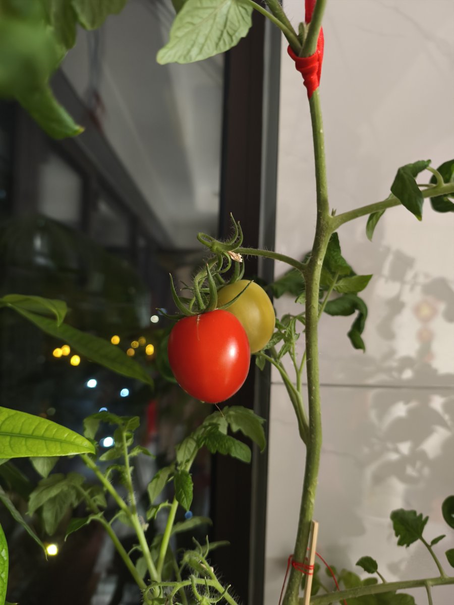 SeanJager's tweet photo. [My first homegrown tomato just turned red! Who knew moving to a small balcony could bring such big joy ]， https://t.co/wEVPgZwIA8