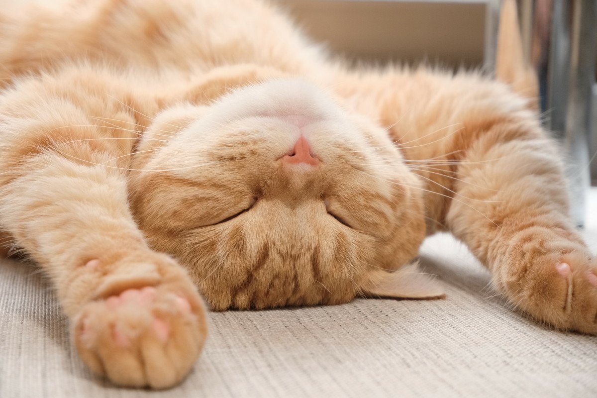 h62647's tweet photo. [My sleepy fur buddy’s making work days way warmer.  Nothing beats this purr-fect after-meal nap buddy. #PetLove #CatMomLife]， https://t.co/4ag5eyA5Mc